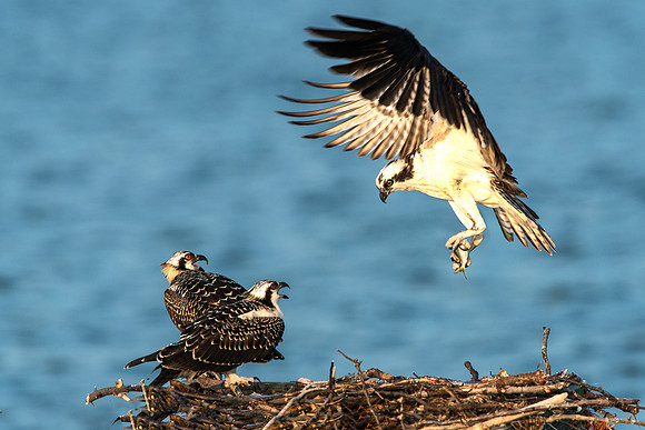 Male Osprey Returning to Nest with Small Fish