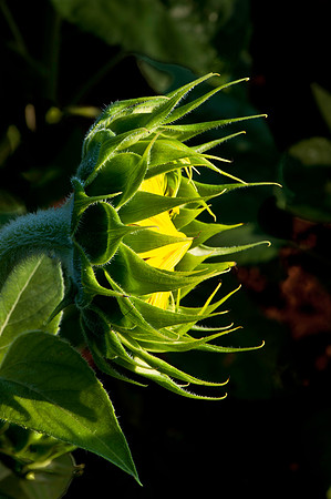 Sunflower Bud Profile