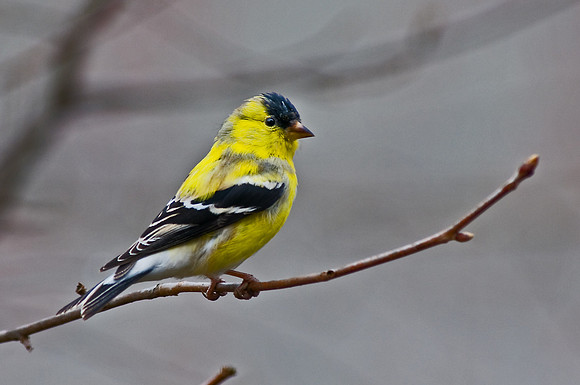 American Goldfinch