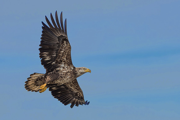 Immature Eagle