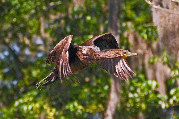 Cormorant