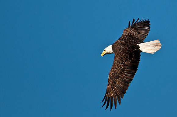 American Bald Eagle