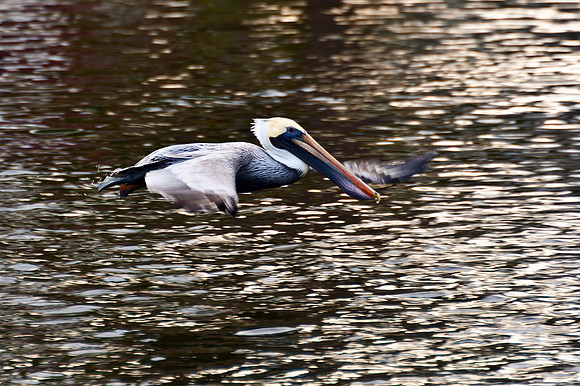 Pelican on Carrabelle River 2
