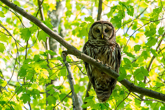 Barred Owl