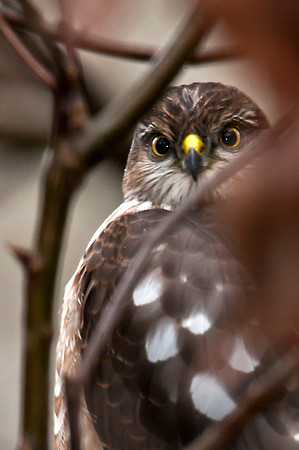 Sharp-Shinned Hawk