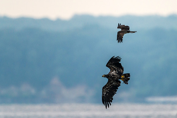 Immature Eagle and Osprey Air Warfare