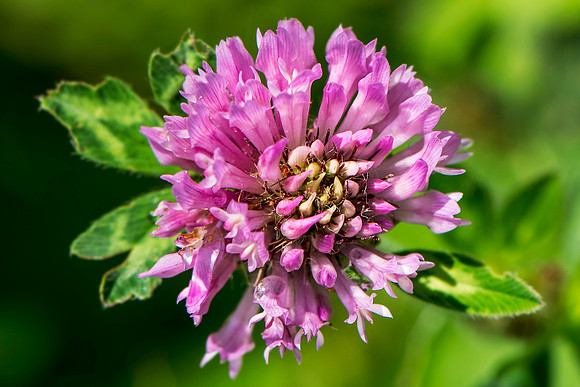 Red Clover