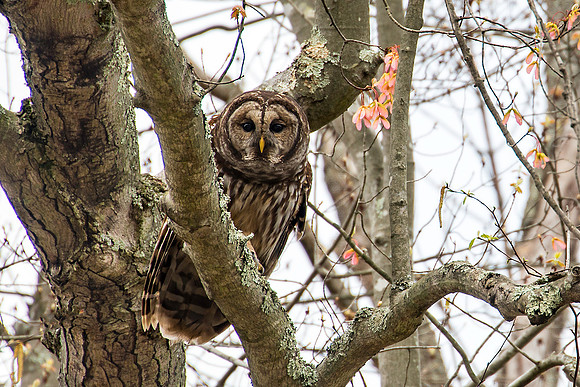 Barred Owl