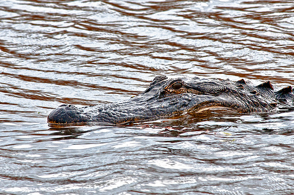 Alligator at Paynes Prairie State Preserve