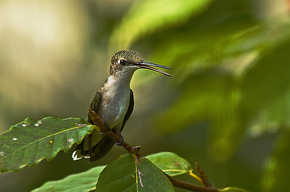 Ruby-Throated Hummingbird