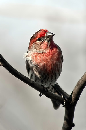 House Finch