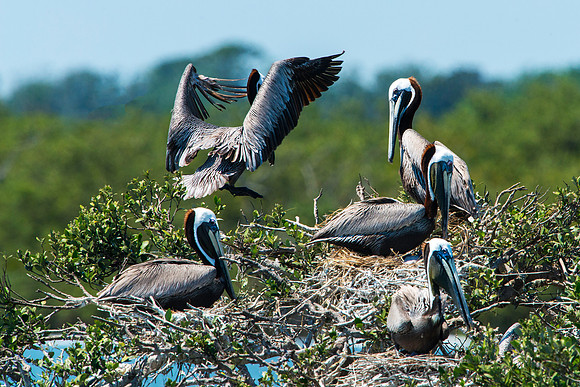 Pelicans on their Nest on Pelican Island