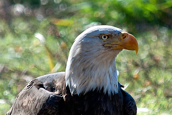 American Bald Eagle