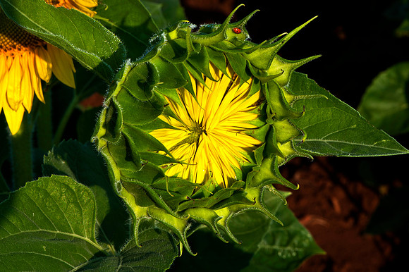 Where Sunflowers Come from and Where Labybugs Hide