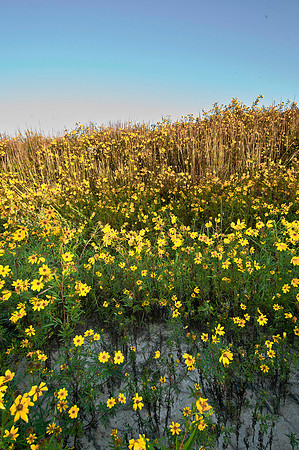 Field of Wild Bristly Sunflowers (Helianthus Hirsutus)