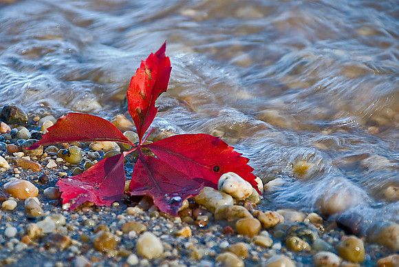 Fall Leaves on Edge of Potomac River