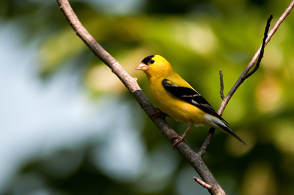 American Goldfinch