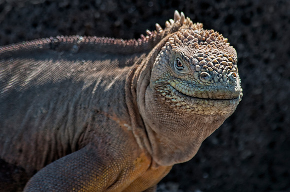 Land Iguana