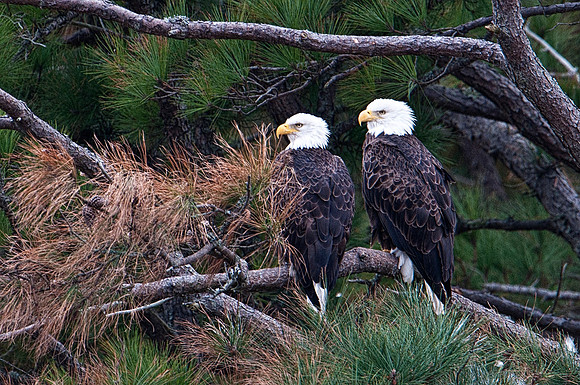 American Bald Eagles