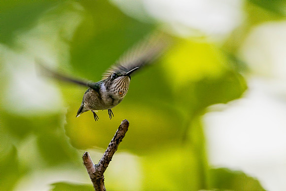 Male Ruby-throated Hummingbird Take-Off
