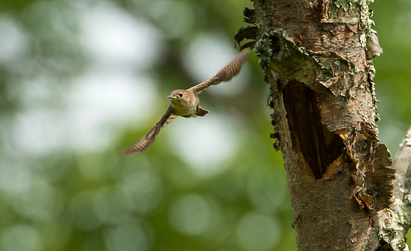 House Wren Flying from Nest