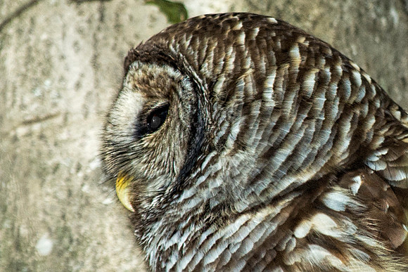 Barred Owl Profile