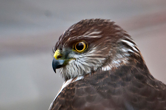 Sharp-Shinned Hawk