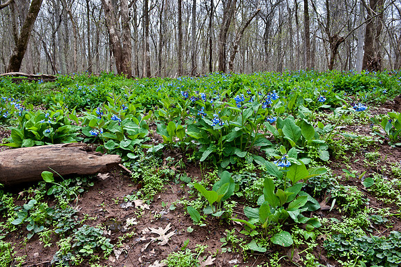 Virginia Bluebells at Merrimac Farm Wildlife Management Area, VA