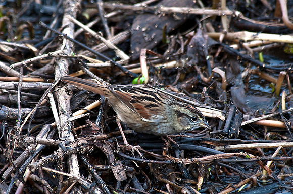 Swamp Sparrow