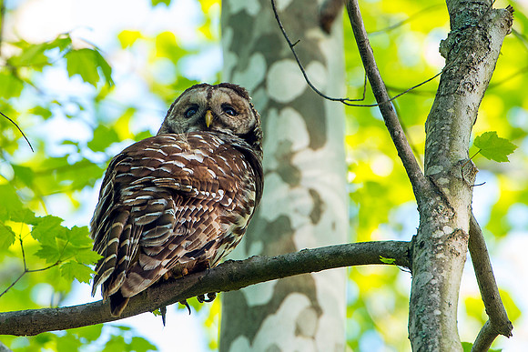 Barred Owl