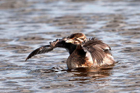 Least Grebe
