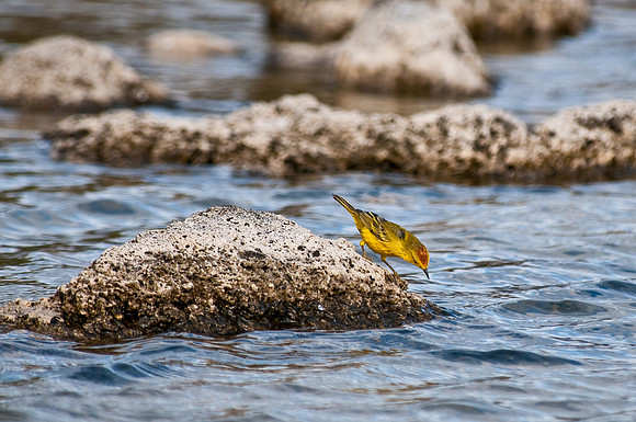 Yellow Warbler at Playa Ochoa