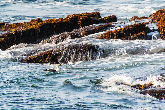 Eider Duck in Surf
