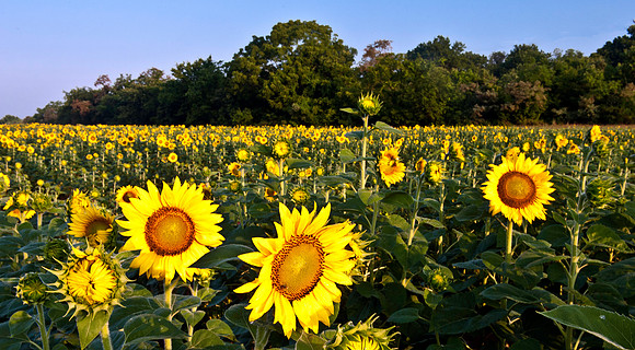 The Yao Ming of Young Sunflowers