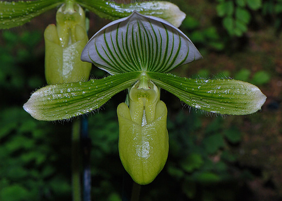 Orchid