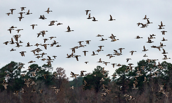 Pintails in Flight