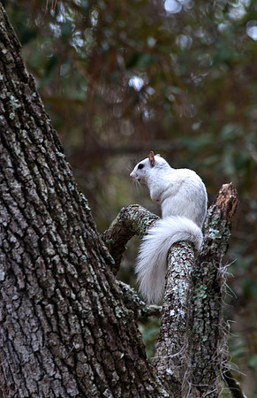 White Squirrel