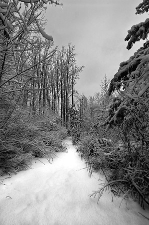 Trail at Powells Creek