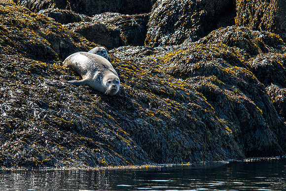 Seals on the Way to Pettit Manaan