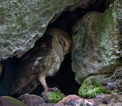 Barn Owl