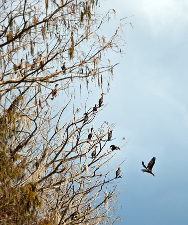 Cormorant Roost on Newnans Lake