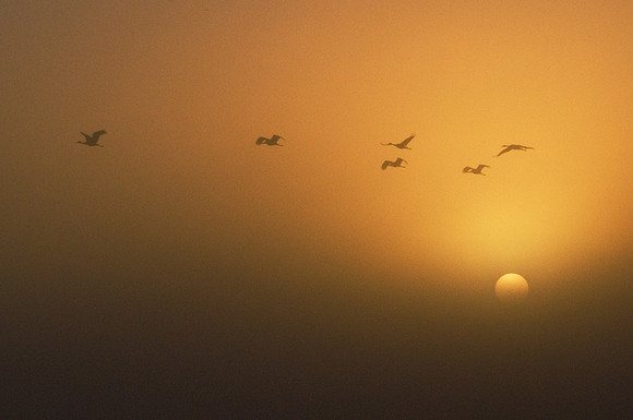 Sandhill Cranes