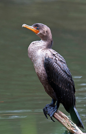 Cormorant