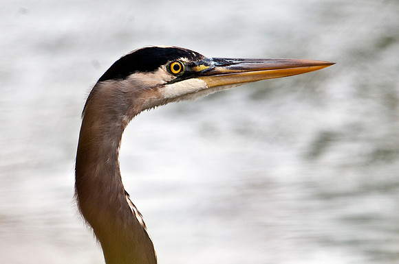 Blue Heron Eyeball to Eyeball