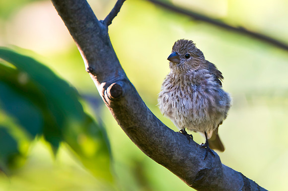 House Finch Fledgling