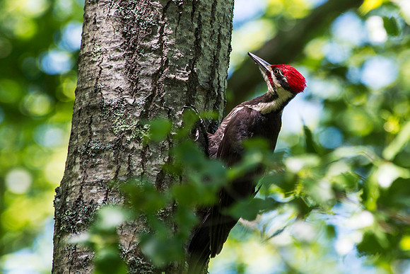 Pileated Woodpecker in Heavily Wooded Area