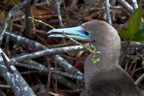 Red-Footed Boobie