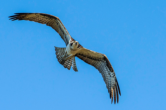 Male Osprey in Flight