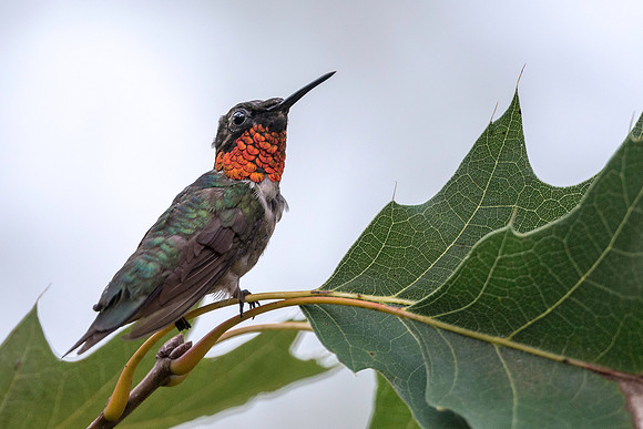 Ruby-throated Hummingbird