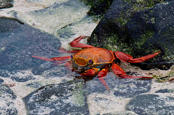 Sally Lightfoot Crab